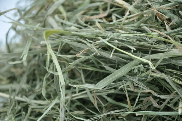 画像3: ロイヤル カナディアンチモシースーパーソフト2番刈り (3)