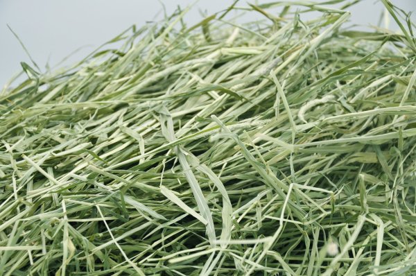 画像3: エレンズバーグ産  スーパープレミアムチモシー1番刈り(シングルプレス） (3)