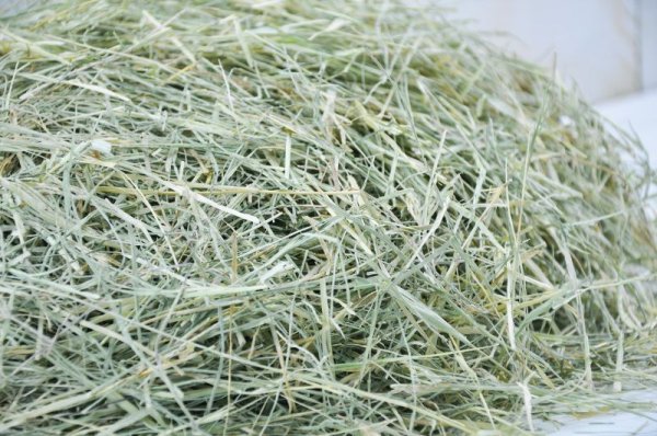 画像2: バミューダ グラス ヘイ (2)