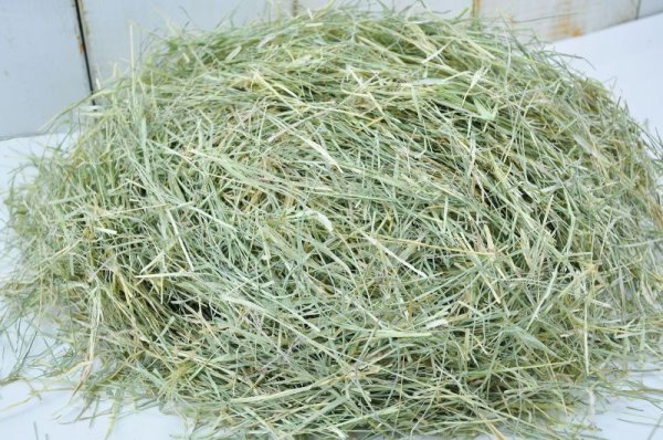 画像3: バミューダ グラス ヘイ /  ◇◆お試しパック◆◇ (3)