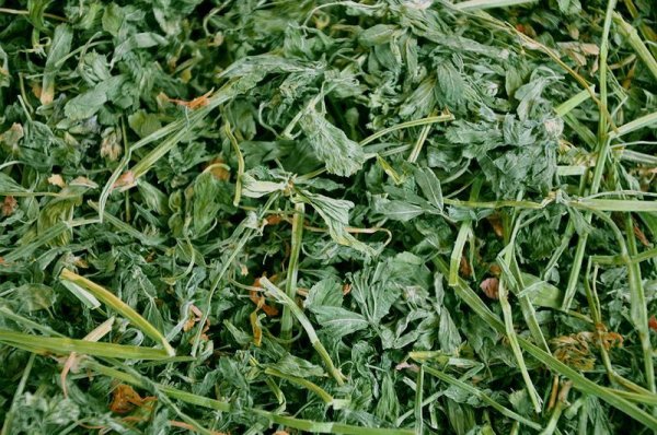 画像2: アルファルファ若葉 ホースグレード /  ◇◆お試しパック◆◇ (2)