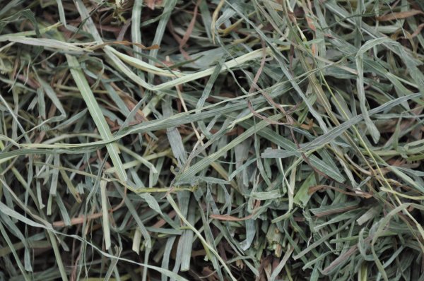 画像2: ロイヤル カナディアンチモシー ◇リーフタイプ◇ 2番刈り /◇◆お試しパック◆◇ (2)