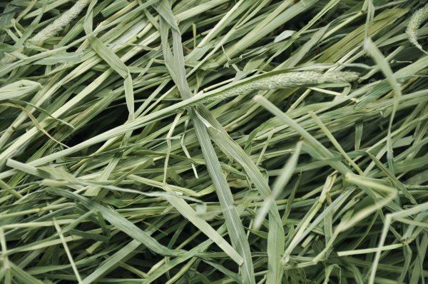 画像2: エレンズバーグ産 スーパープレミアムチモシー1番刈り(シングルプレス）/  ◇◆お試しパック◆◇ (2)