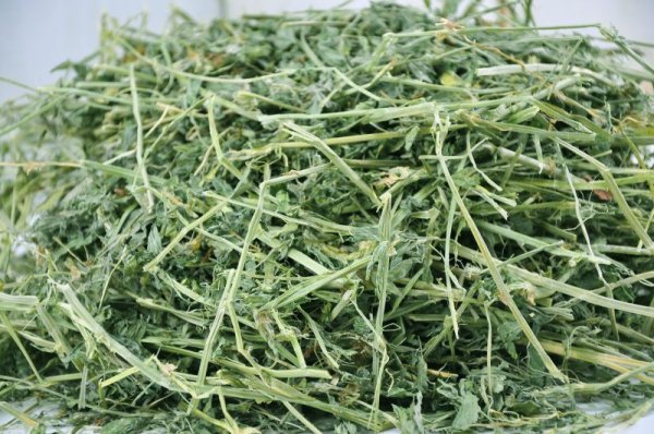 画像3: アルファルファ若葉 ホースグレード /  ◇◆お試しパック◆◇ (3)