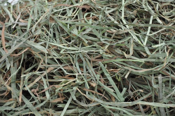 画像2: ロイヤル カナディアンチモシー2番刈り (2)