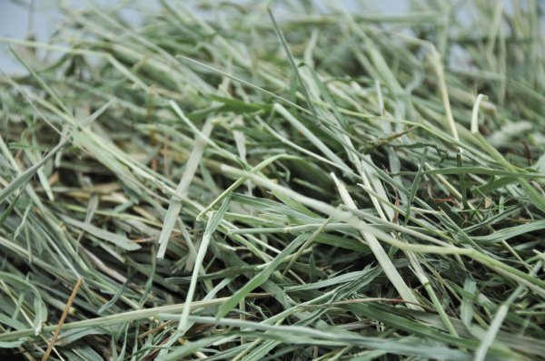 画像4: エレンズバーグ産  プレミアムチモシー2番刈り（シングルプレス） (4)