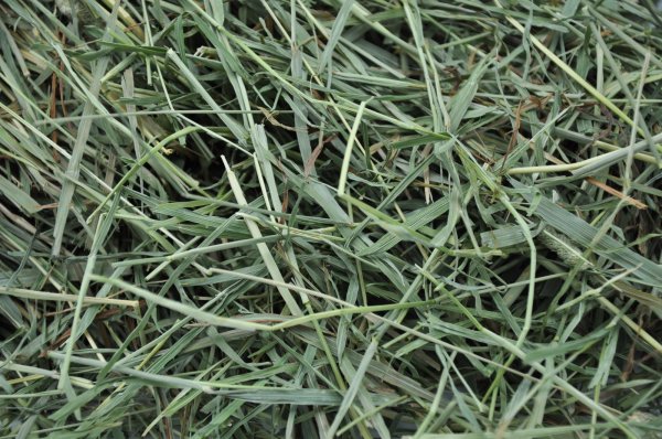 画像2: エレンズバーグ産プレミアムチモシー２番刈り（シングルプレス）/ ◇◆お試しパック◆◇ (2)