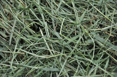 画像1: エレンズバーグ産プレミアムチモシー２番刈り（シングルプレス）/ ◇◆お試しパック◆◇