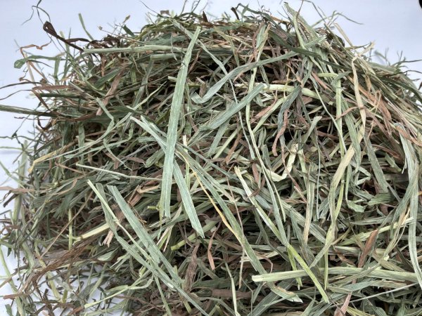 画像2: ロイヤル カナディアンチモシー2番刈り (2)