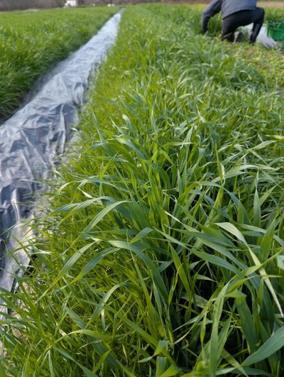 画像2: BUNNY GARDEN農園シリーズ / 冬刈りオーツヘイ 40g