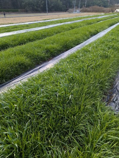 画像3: BUNNY GARDEN農園シリーズ / 冬刈りオーツヘイ  100g