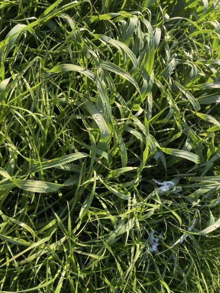 画像3: BUNNY GARDEN農園シリーズ / 冬刈りイタリアンライグラス 70g (3)