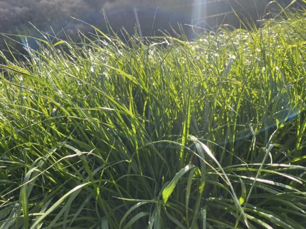 画像2: BUNNY GARDEN農園シリーズ / 冬刈りイタリアンライグラス 70g (2)