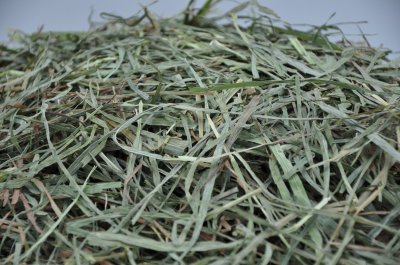 画像2: ロイヤル カナディアンチモシースーパーソフト2番刈り Greenタイプ