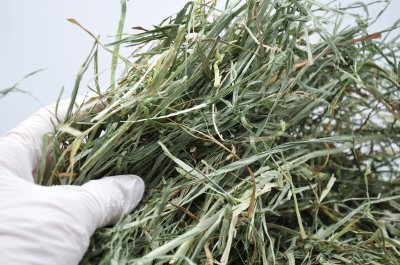 画像2: エレンズバーグ産スーパーソフトチモシー3番刈り