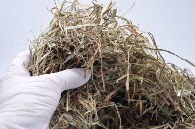 画像1: エレンズバーグ産ソフトチモシー2番刈り