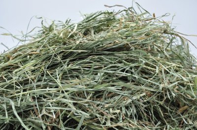 画像1: エレンズバーグ産スーパーソフトチモシー3番刈り