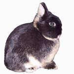Northwest Netherland Dwarf Rabbit Club