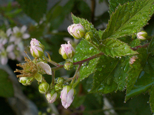 ブラックベリー リーフ Blackberry Leaves Bunny Garden ブラックベリー リーフ Blackberry Leaves Bunny Garden